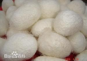 「蠶示」的祭祀-，換言之，被視為神靈化身，甚至有學者認為蠶是