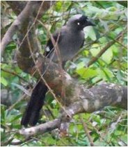 四分尾山森態萬花筒-鳥類-樹鵲