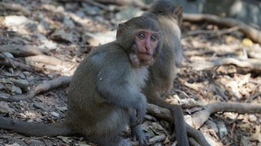 獼猴的行動儲藏室稱為「頰囊」.JPG