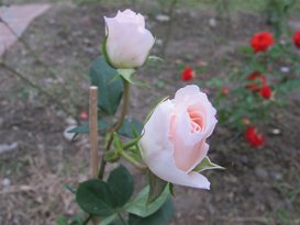 Rose 031.jpg