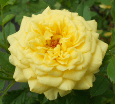 yellow rose.png