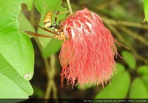 昆蟲綱_膜翅目_胡蜂科_日本長腳蜂_苗縣-神龍山莊_20180623.JPG