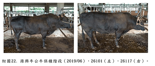 原原種但馬牛 - 源興牛