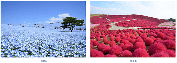 【茨城常陸那珂】「國營常陸海濱公園」的夢幻絕景。春季限定的「