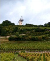 Santenay 1er Cru Gravieres2