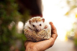 hedgehog-day1.jpg