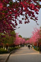 860-昆明市-洛龍公園--_.JPG
