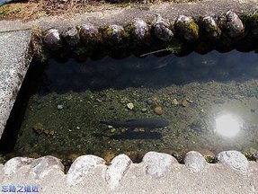 12白川鄉游魚.jpg