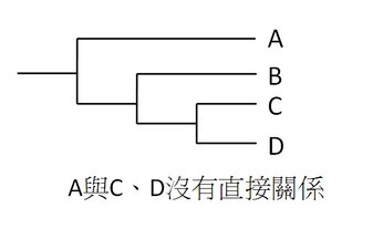 A and CD evolve independently