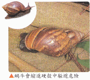 蝸牛.gif