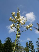 花色圖鑑-白花朵(白色系列)