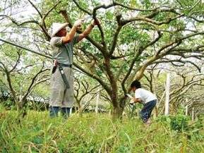 父子併肩鋸楊桃樹