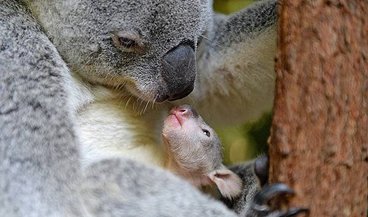 NewKoalaIslandJoeys_AustraliaZoo_online.jpg