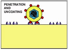 virus and cell