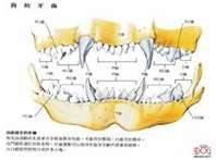 狗牙齒圖片jpg