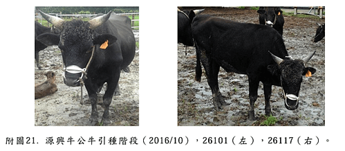 原原種但馬牛 - 源興牛