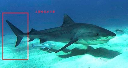 1280px-Tigershark3.jpg