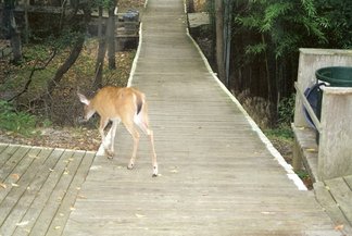 Fire_Island_deer.jpg