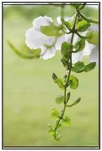 花12