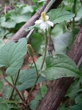 花色圖鑑-白花朵(白色系列)