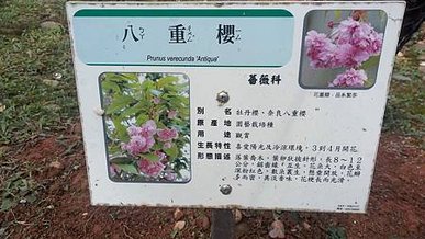 [新北旅遊]高人氣永吉公園，從荒廢山坡地到玩樂極致的鶯歌區特