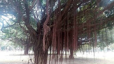 [新北旅遊]面積廣大浮洲運動公園，好好打發時間的地方，草地地