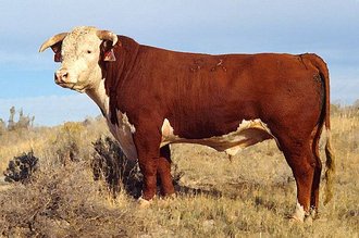 cow_Hereford_bull