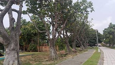 [新竹旅遊]北勢溪川流而過公兒五公園，高架木棧道越公園、引起