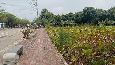 [新竹旅遊]湖口鄉荷花田中正路最美的田地，美麗如詩如畫景色、