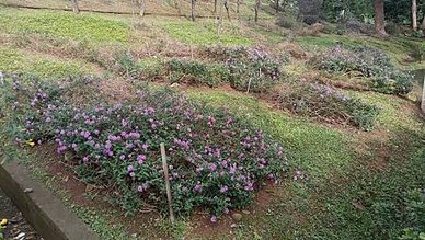 [新北旅遊]高人氣永吉公園，從荒廢山坡地到玩樂極致的鶯歌區特