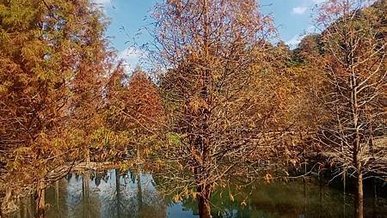 [桃園旅遊]集合濕地、楓紅、落羽松水中倒影、裝置藝術品的的旅