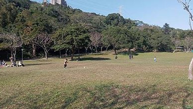 [桃園旅遊]大溪區另一個賞落羽松的地點，適合闔家玩樂大溪河濱