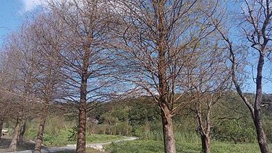 [新北旅遊]冬天賞落羽松、夏天看紫薇花，貢寮區環保公園帶你深