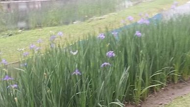 [新北旅遊]板橋區遠東通訊園區內生態南公園，給人寧靜、生態豐