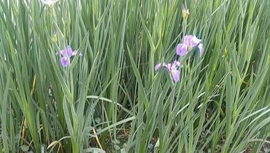 [新北旅遊]板橋區遠東通訊園區內生態南公園，給人寧靜、生態豐