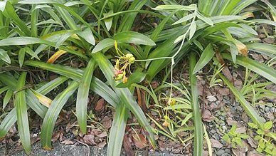 [宜蘭旅遊]九芎流月暗渠護城河，地名來自九芎樹種植，宜蘭市內