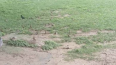 [新竹旅遊]新竹人辦活動的首選場地北大公園，綠色草皮為地形、