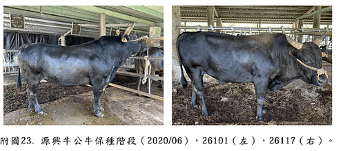 原原種但馬牛 - 源興牛