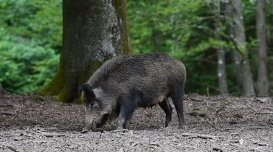 wild-boar-sus-scrofa-sow-footage-064634654_iconl.jpeg