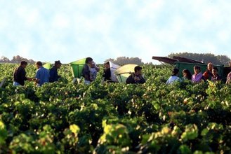 Bordeaux-2011-picture-of-Chateau-Lafite-Rothschild-grape-harvest