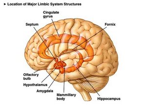 limbicsystem2