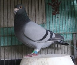 2016TP702776BBWFCW.jpg