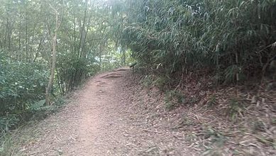 [新竹旅遊]城市知名旅遊地點的高峰植物園，有三百多種植物種類