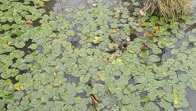 [新北旅遊]高人氣永吉公園，從荒廢山坡地到玩樂極致的鶯歌區特