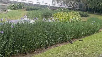 [新北旅遊]板橋區遠東通訊園區內生態南公園，給人寧靜、生態豐