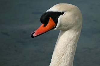 swan-1305883_960_720.jpg