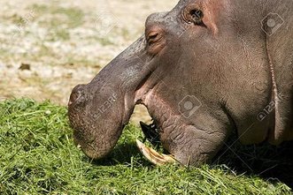 14897248-hippo-eats-grass.jpg