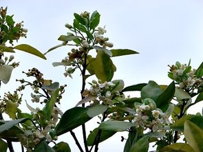 柚花3.jpg