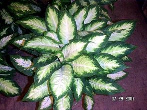 Dumb cane1.jpg