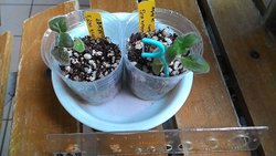Kohleria HCYs Venus_維納斯
